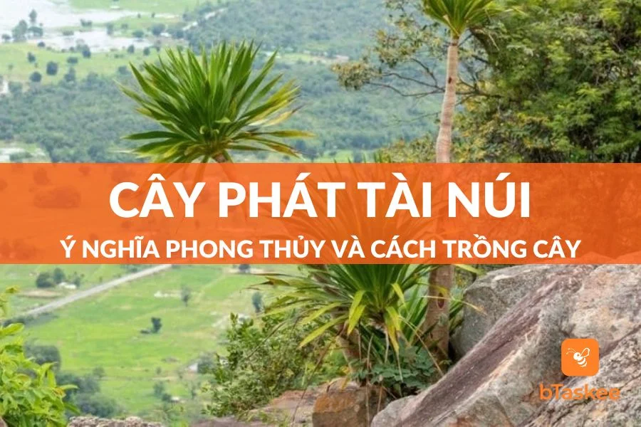 Cây Phát Tài Núi: Ý Nghĩa Phong Thủy - Cách Trồng Và Chăm Sóc