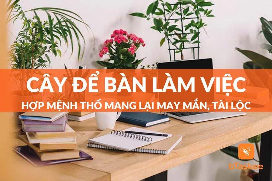 8 Loại Cây Để Bàn Làm Việc Hợp Mệnh Thổ Đem Lại May Mắn