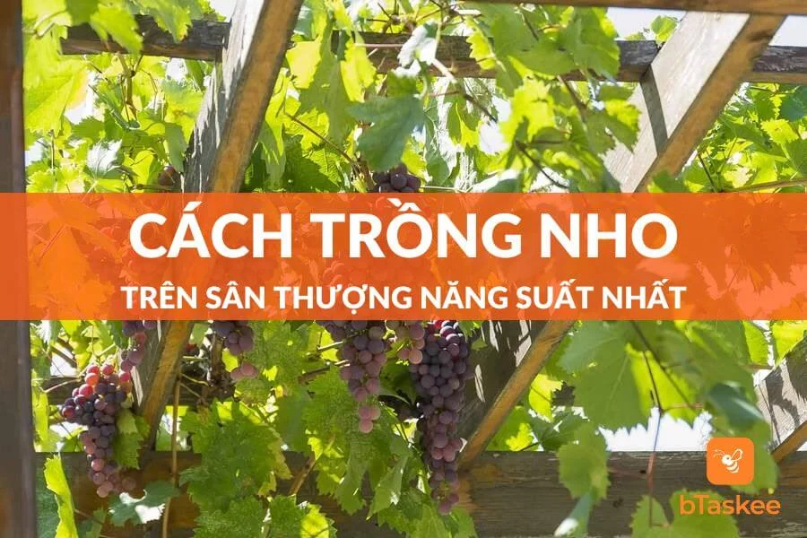 Bật Mí Cách Trồng Nho Trên Sân Thượng Năng Suất Nhất