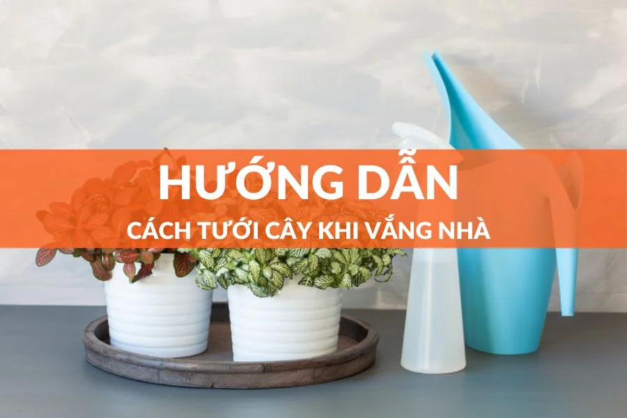 10 Cách Tưới Cây Khi Vắng Nhà Vô Cùng Tiện Lợi