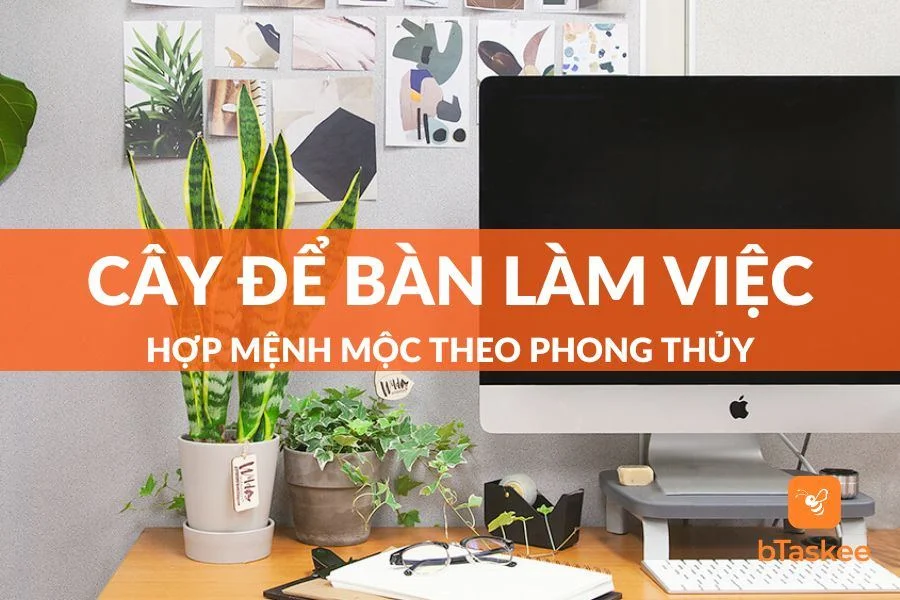 Gợi Ý Top 10 Loại Cây Để Bàn Làm Việc Hợp Mệnh Mộc Nhất