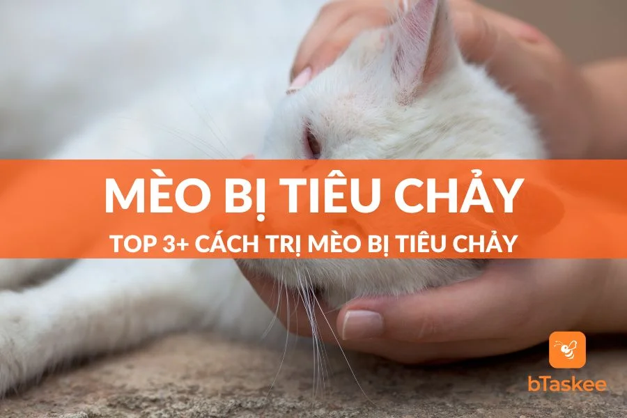 Mèo Bị Tiêu Chảy: Nguyên Nhân, Dấu Hiệu Và Cách Chăm Sóc Tại Nhà